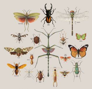 Insekti.jpg