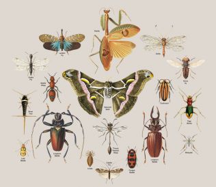 Insekti2.jpg