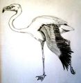 Flamingo-Phoenicopterus-rub.jpg